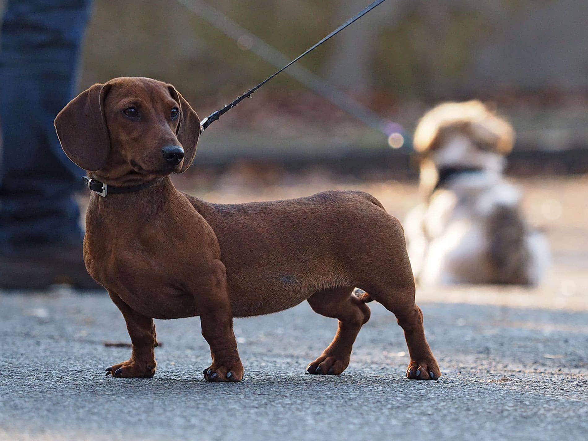 Seidensticker-Hundeschule-15 Hundeschule Bruns - Foto: Anett Seidensticker