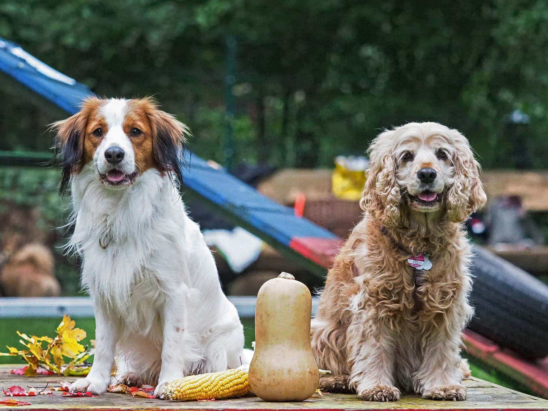 Seidensticker-Hundeschule (3) Hundeschule Bruns - Foto: Anett Seidensticker