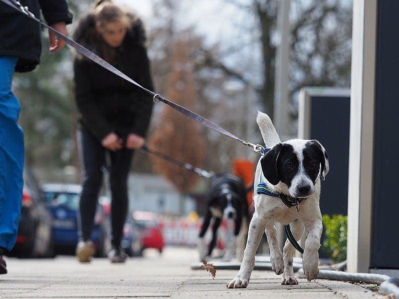 Hundeschule Bruns - Foto: Anett Seidensticker