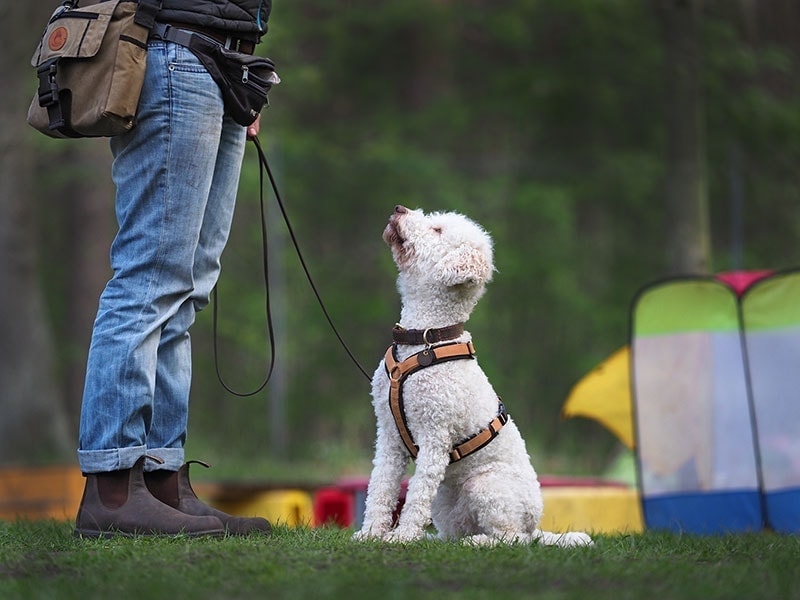 Hundeschule Bruns - Foto: Anett Seidensticker