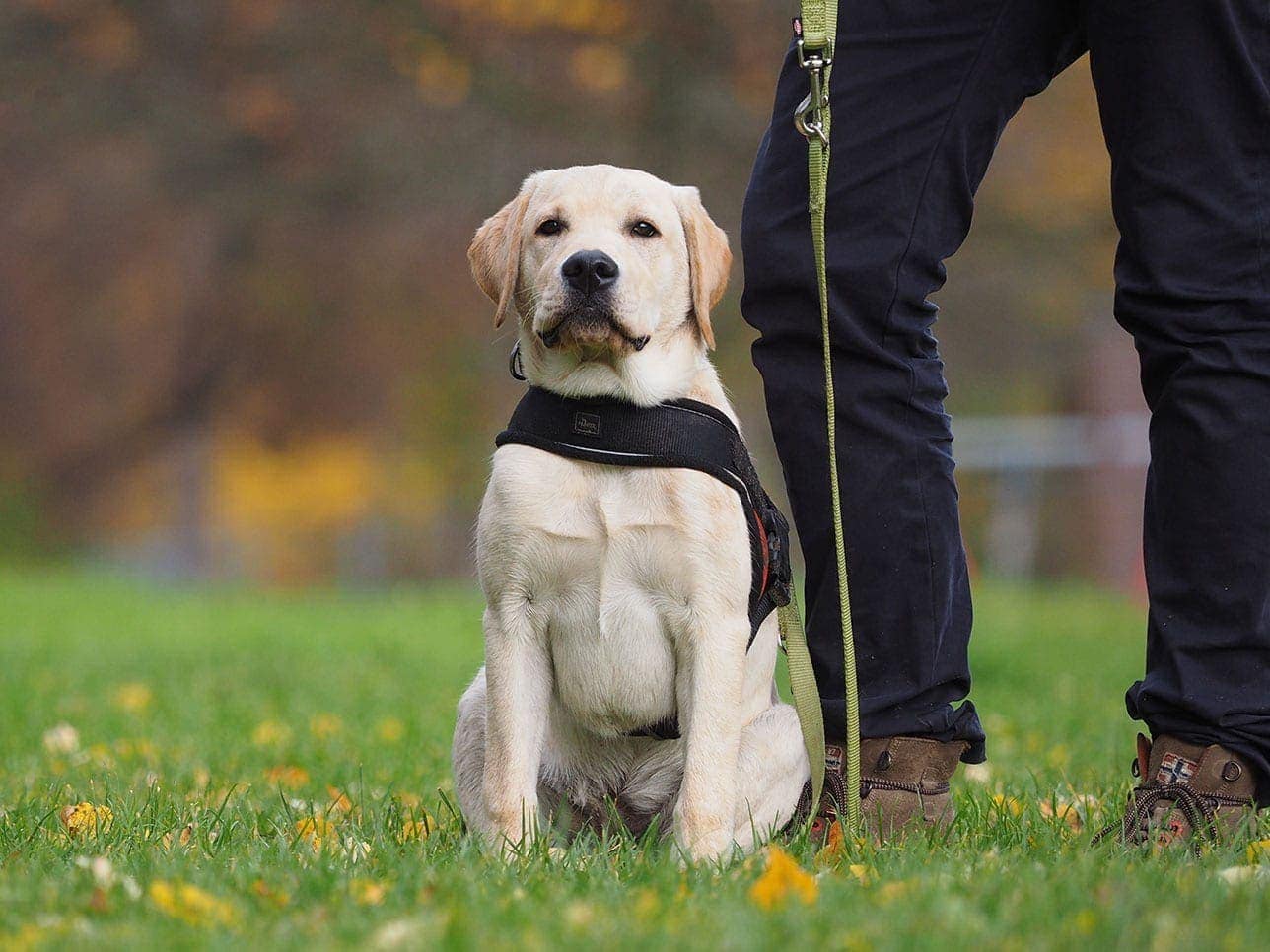 Welpenkurs-Nov-2015-(62) Hundeschule Bruns
