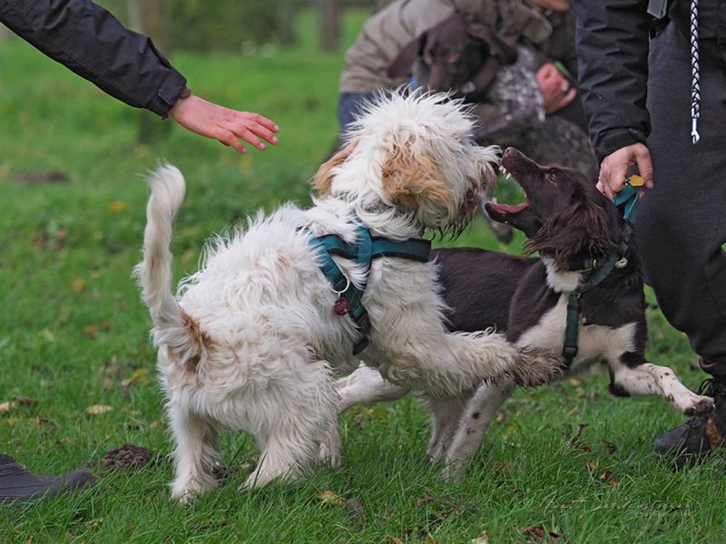 Hundeschule Bruns Training für Hundebesitzr Beissvorfall