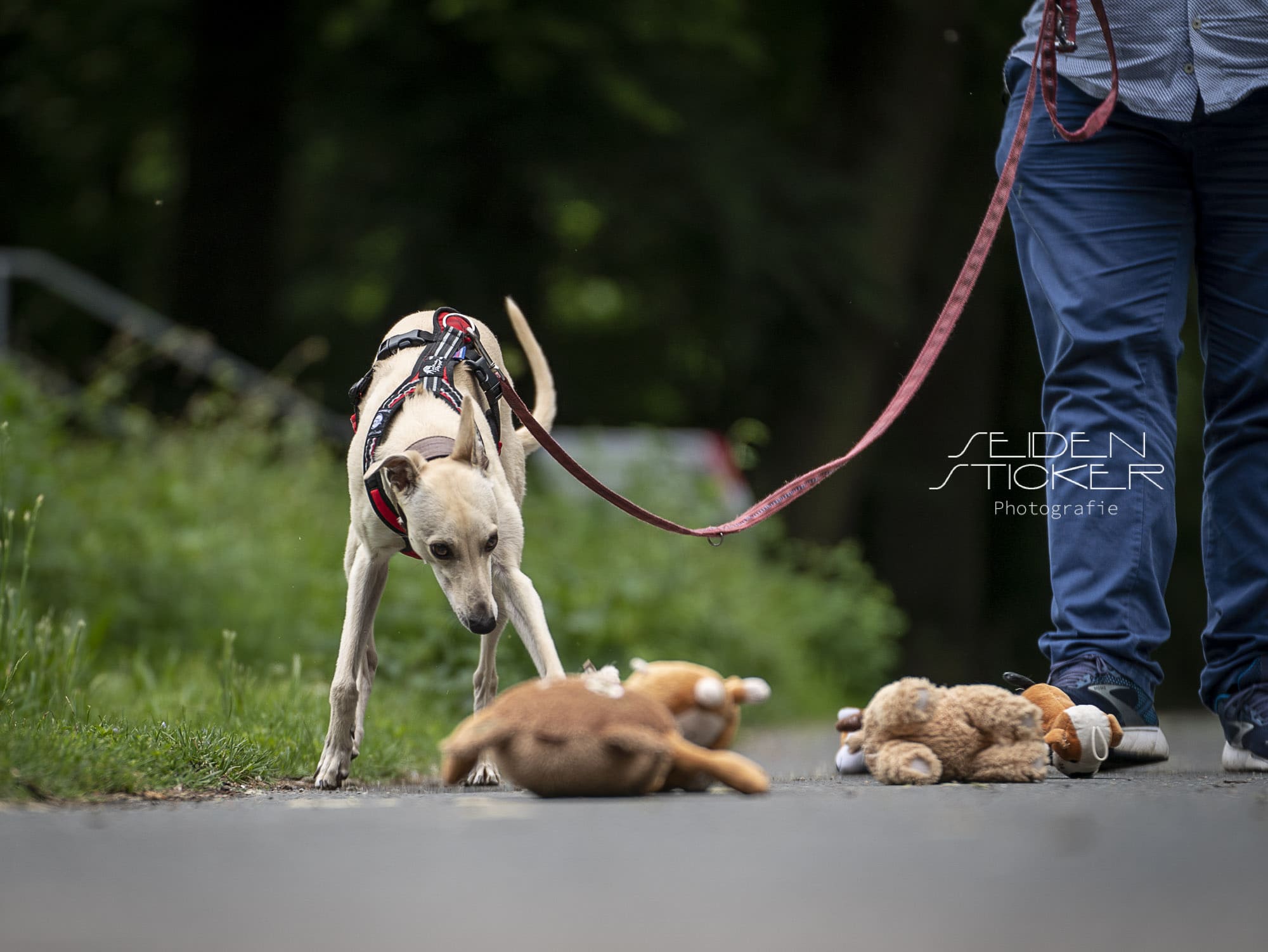 Seidensticker HundeFotografie - Hundeschule Bruns, Hannover