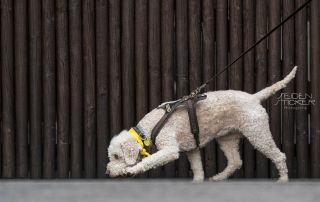 Seidensticker Fotografie Hannover - Hundeschule Dr. Sandra Bruns