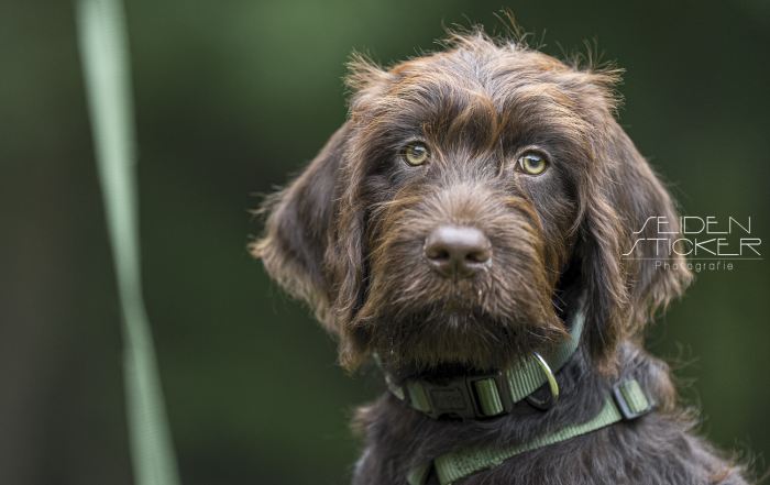 Anett Seidensticker Fotografie Hannover - Hundeschule Bruns