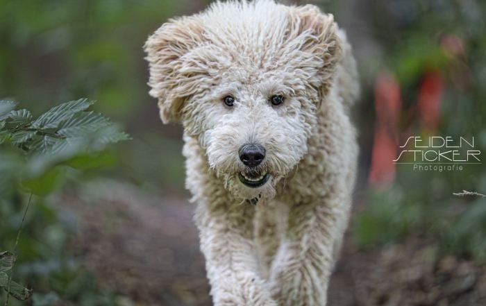 Anett Seidensticker Fotografie Hannover - Hundeschule Bruns