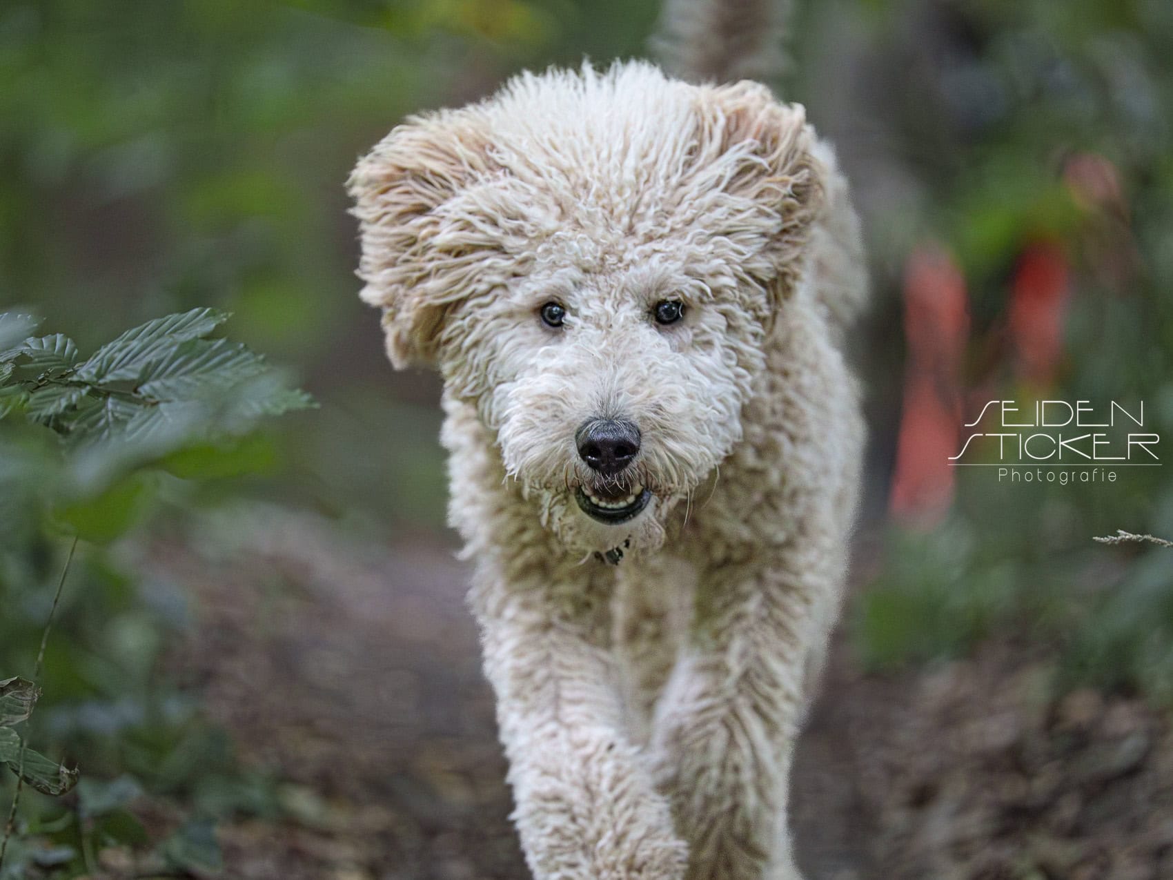 Anett Seidensticker Fotografie Hannover - Hundeschule Bruns