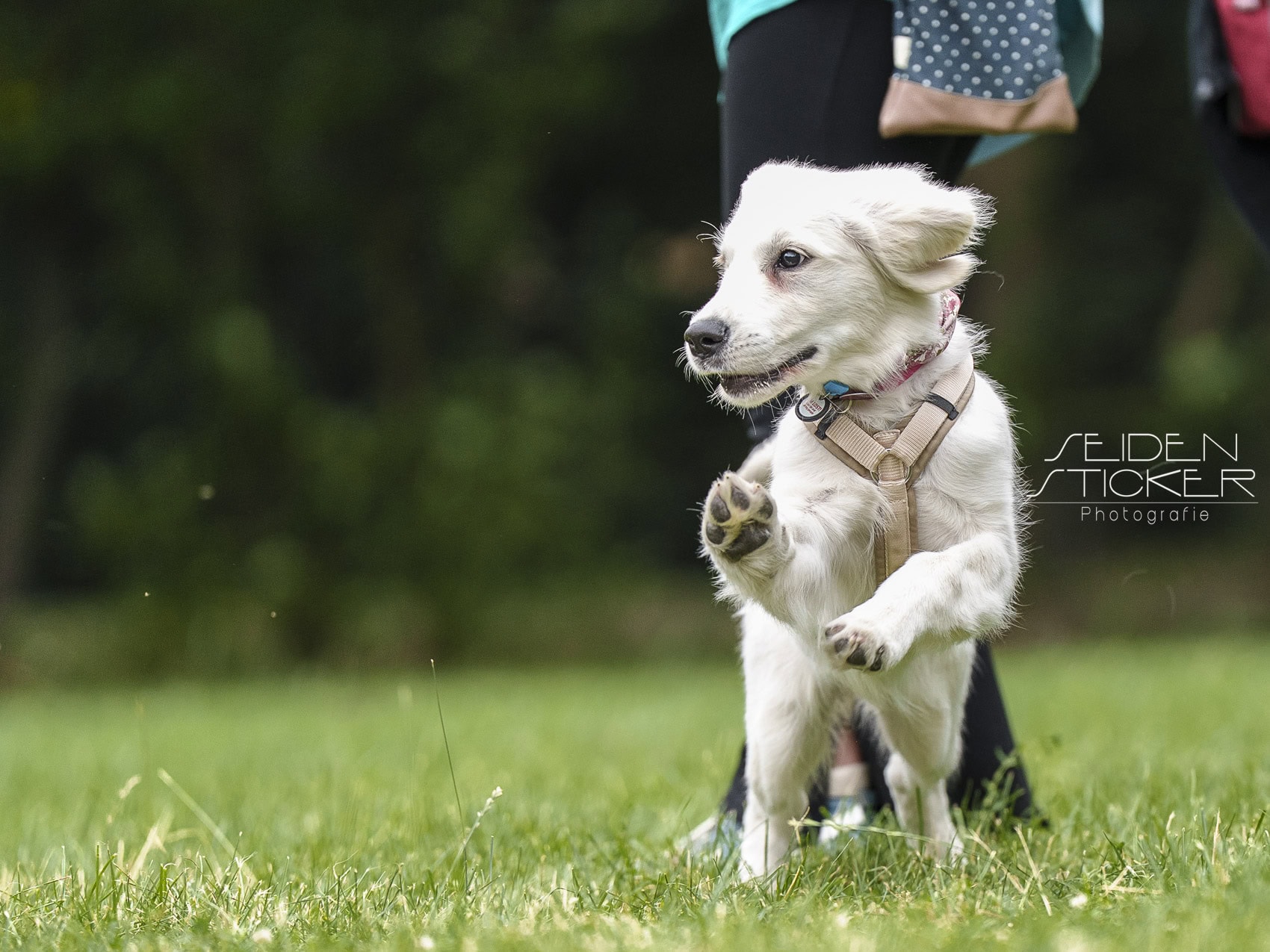 Anett Seidensticker Fotografie Hannover - Hundeschule Bruns