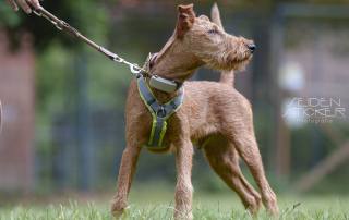 Anett Seidensticker Fotografie Hannover - Hundeschule Bruns