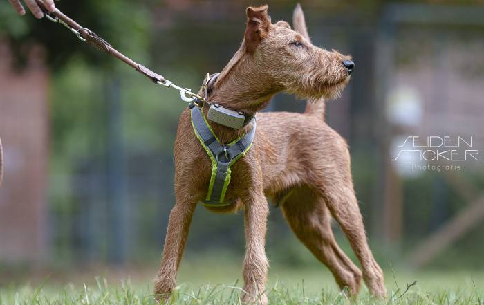 Anett Seidensticker Fotografie Hannover - Hundeschule Bruns