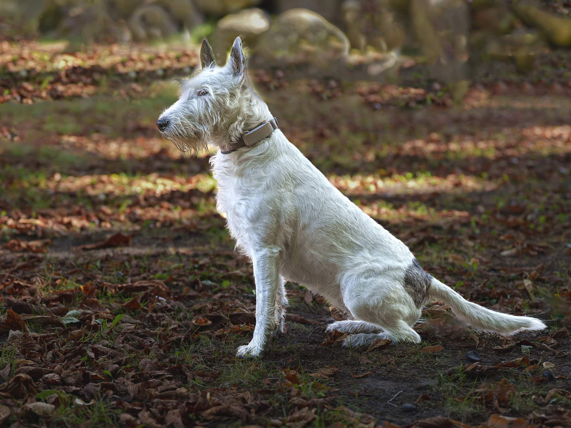 Maybrit Sevecke - Blanca - Foto: Anett Seidensticker Hannover
