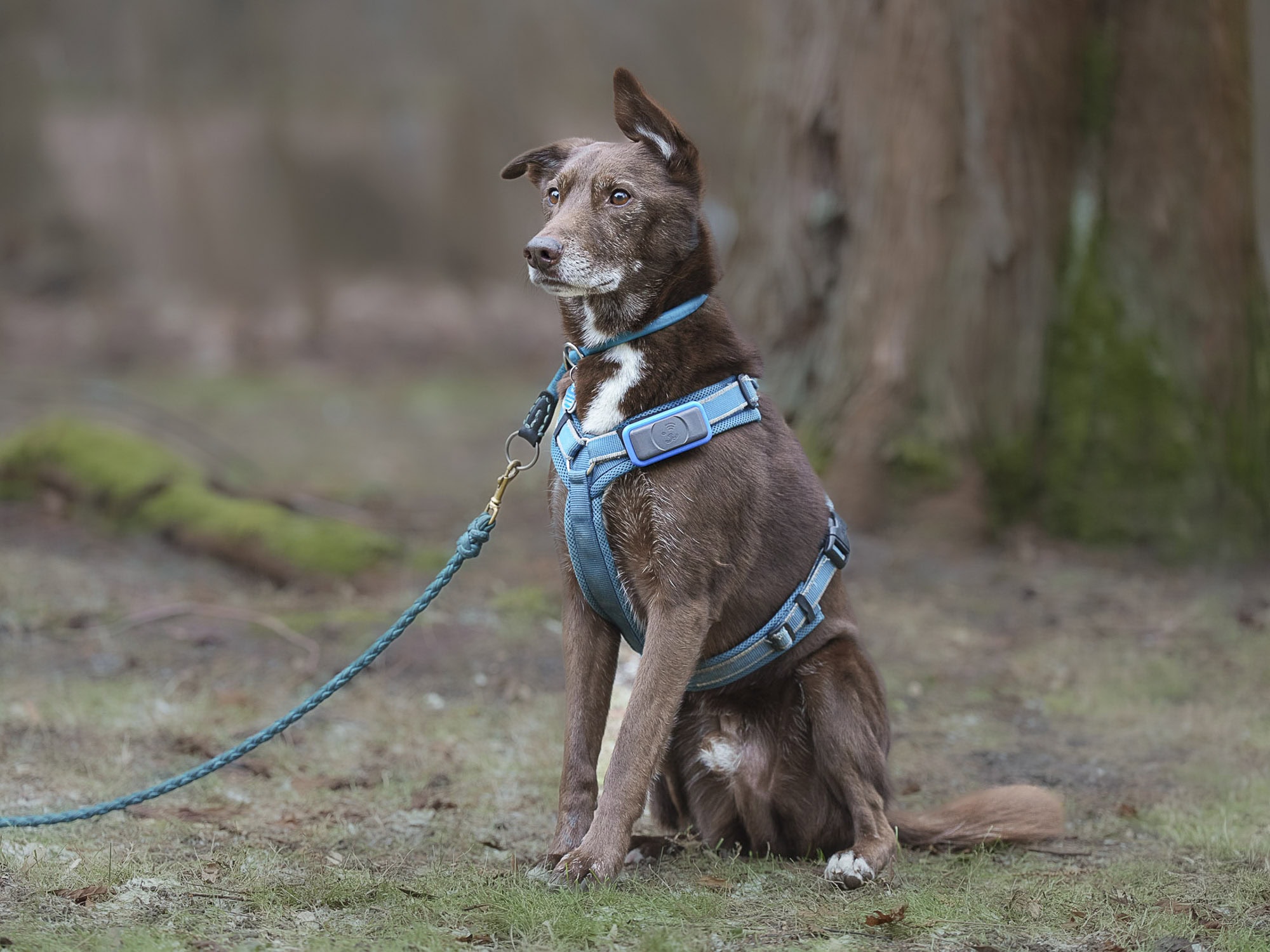 Christine König - Piet -Hundeschule Bruns - Anett Seidensticker Fotografie Hannover