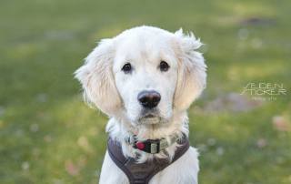 Anett Seidensticker Fotografie Hannover - Hundeschule Bruns