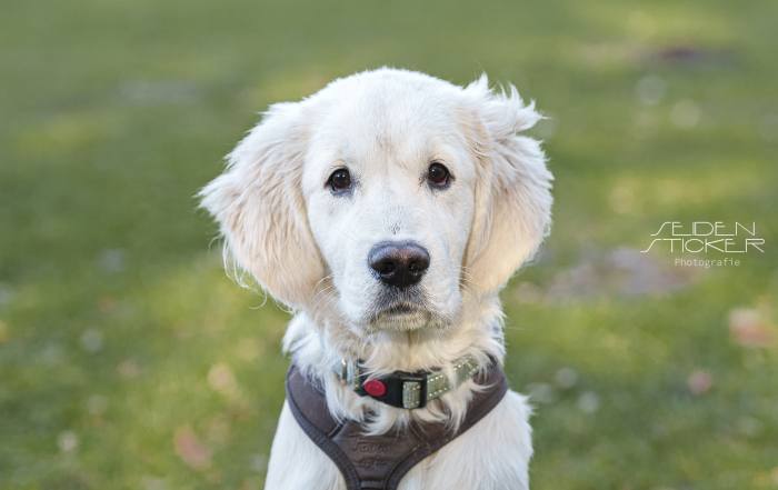 Anett Seidensticker Fotografie Hannover - Hundeschule Bruns