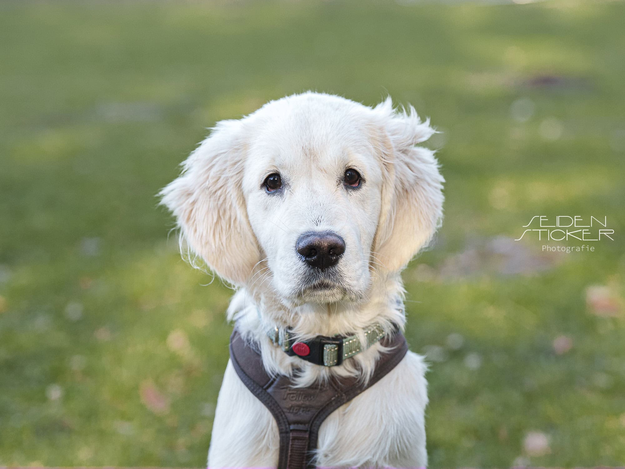 Anett Seidensticker Fotografie Hannover - Hundeschule Bruns