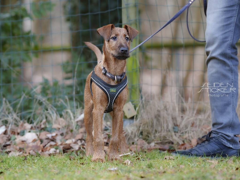 Seidensticker-Basis-BHV-Welpen-02-2026-9 Anett Seidensticker Fotografie Hannover - Hundeschule Bruns