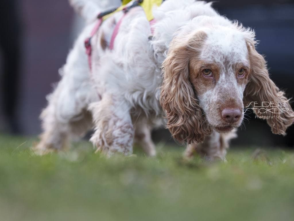 Seidensticker-Mantrailing-03-2026-30 Anett Seidensticker Fotografie Hannover - Hundeschule Bruns