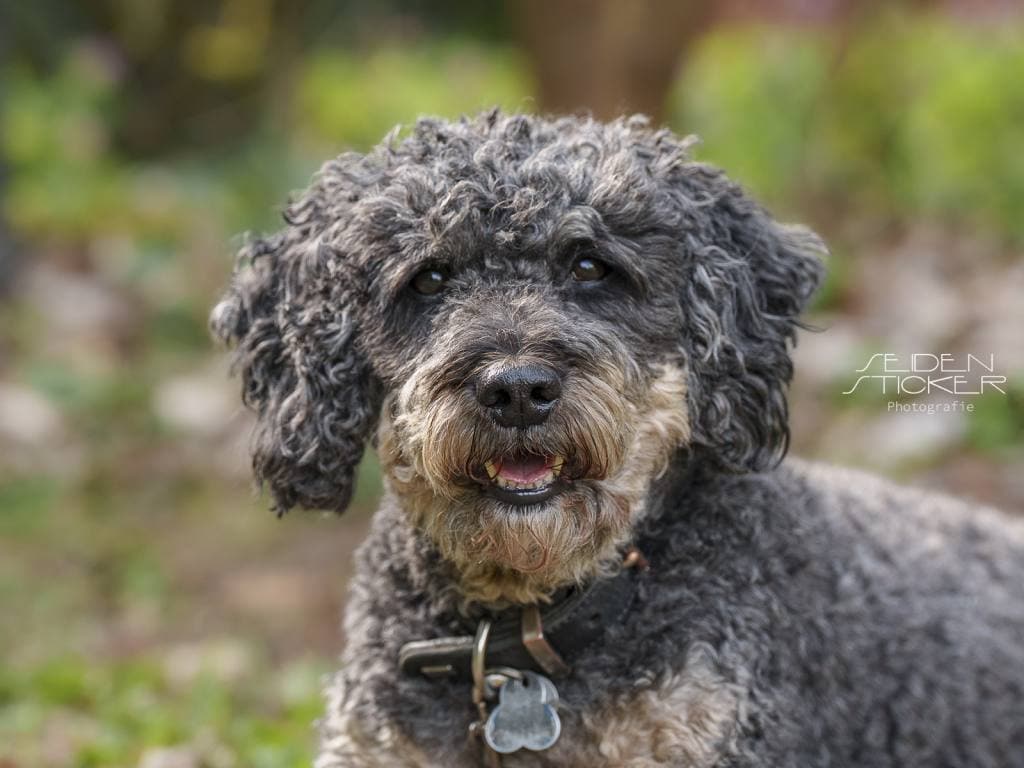 Seidensticker-Welpen-Junghunde 04-2026-11 Anett Seidensticker Fotografie Hannover - Hundeschule Bruns