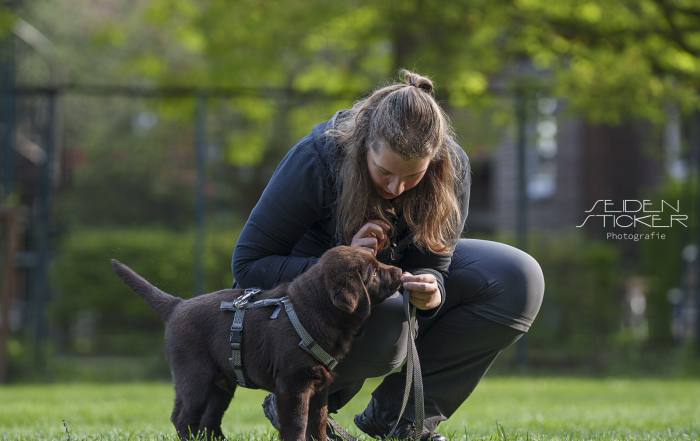 Anett Seidensticker Fotografie Hannover - Hundeschule Bruns