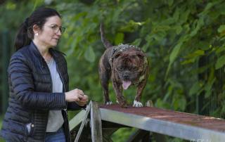 Anett Seidensticker Fotografie Hannover - Hundeschule Bruns