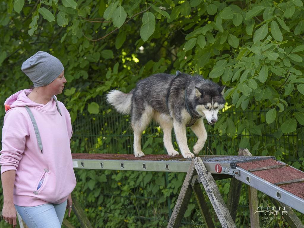 Seidensticker-Agility 06-2026-6 Anett Seidensticker Fotografie Hannover - Hundeschule Bruns