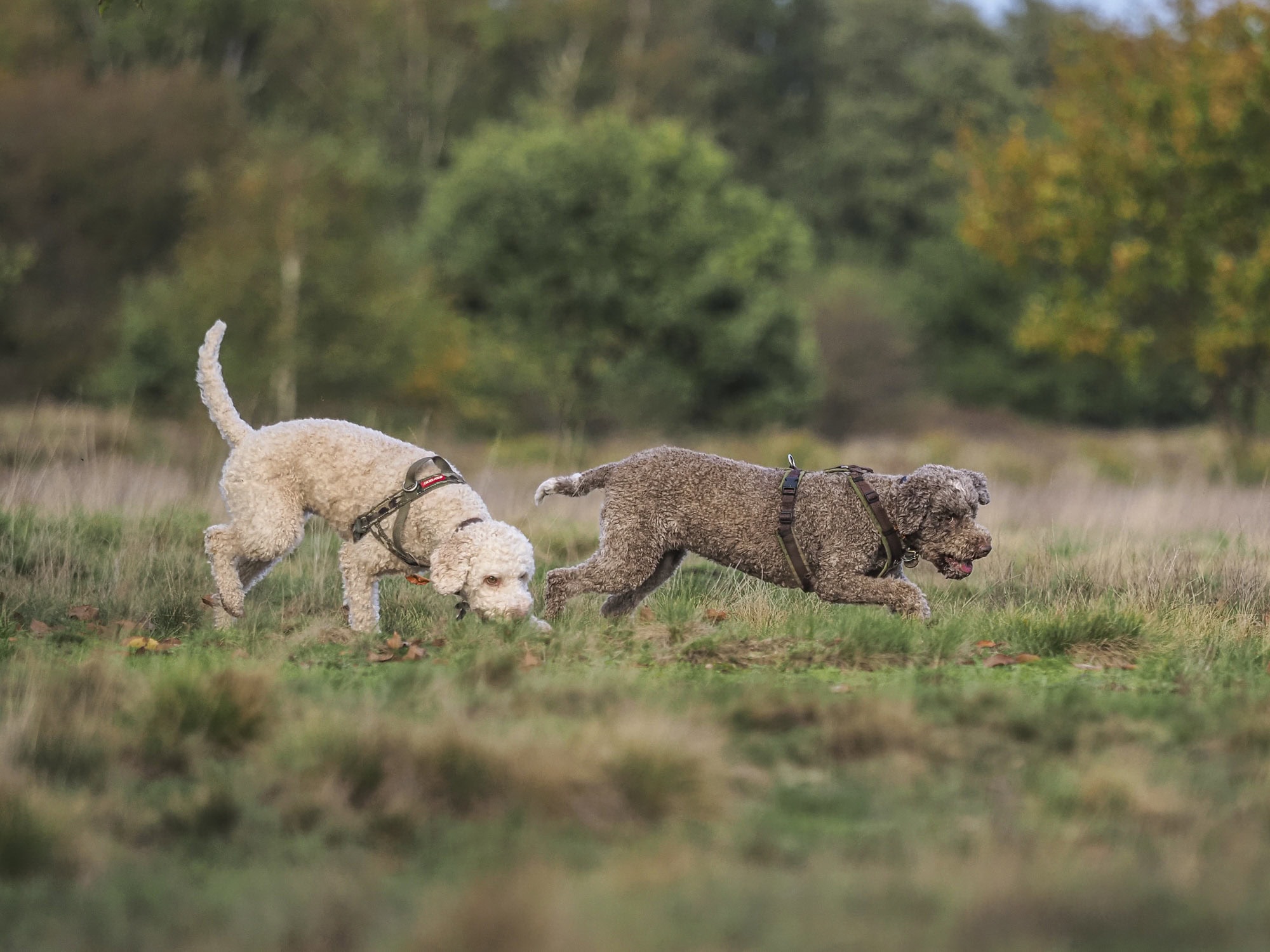 Hundeschule Bruns
