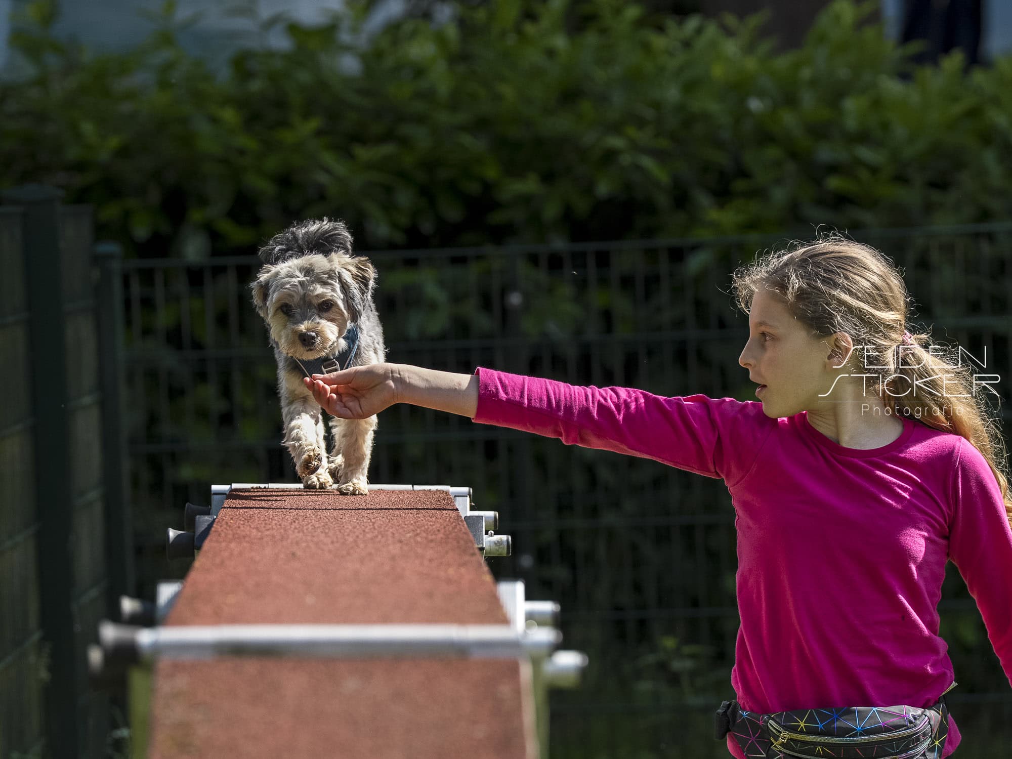 Anett Seidensticker Fotografie Hannover - Hundeschule Bruns