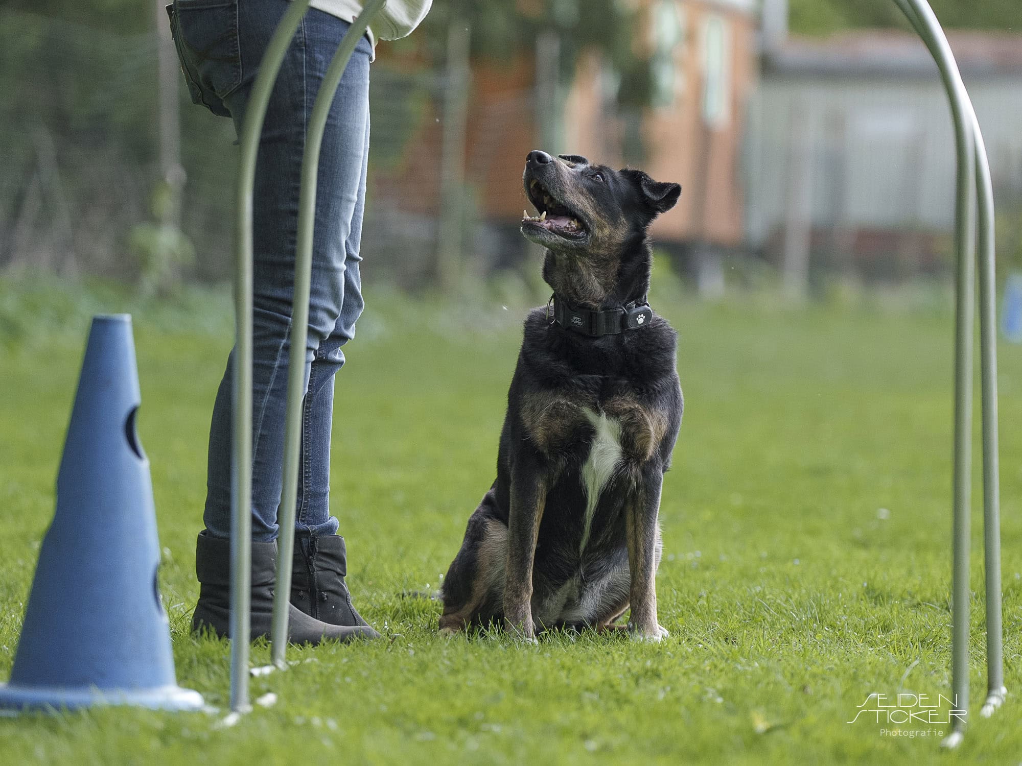 Hundeschule Bruns