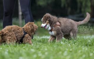 Anett Seidensticker Fotografie Hannover - Hundeschule Bruns