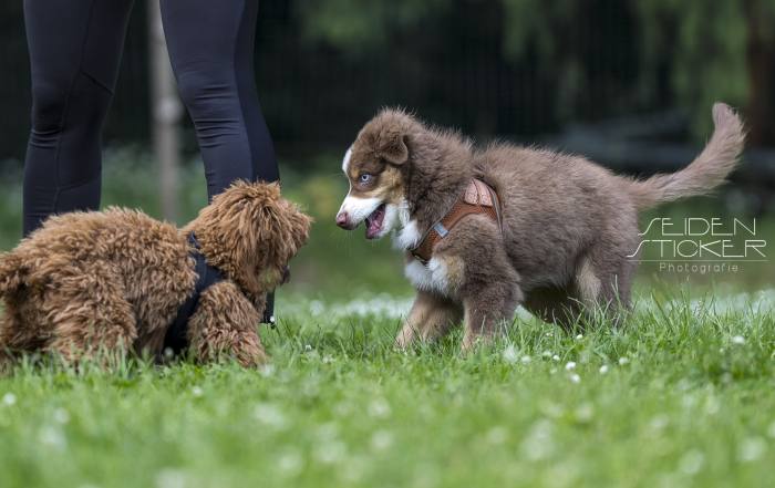 Anett Seidensticker Fotografie Hannover - Hundeschule Bruns