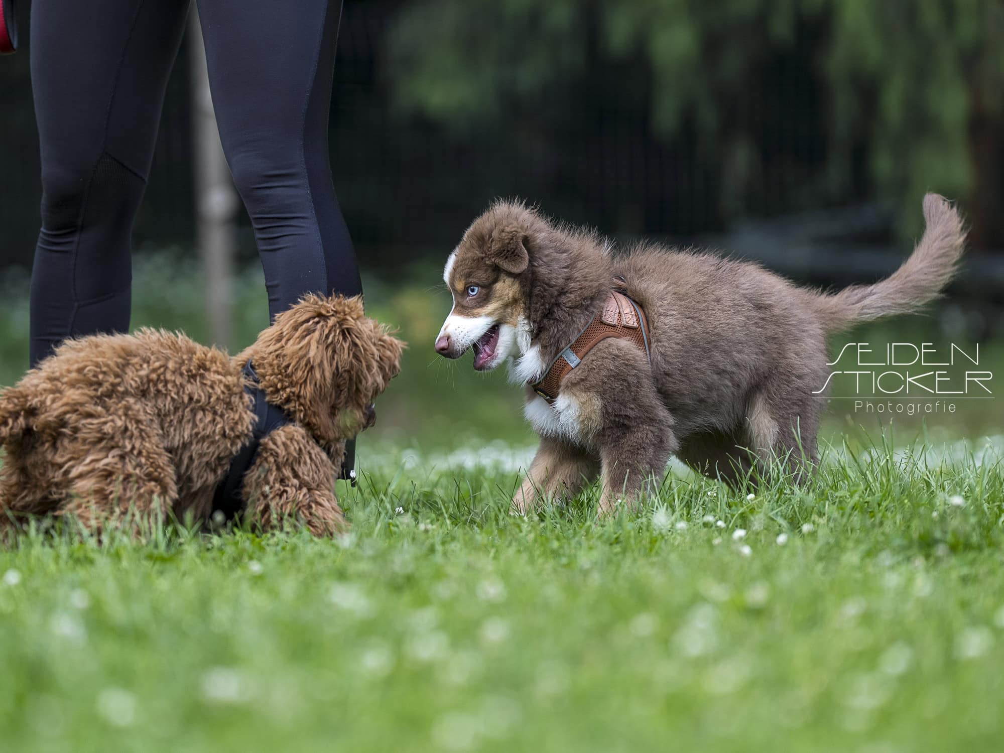 Anett Seidensticker Fotografie Hannover - Hundeschule Bruns