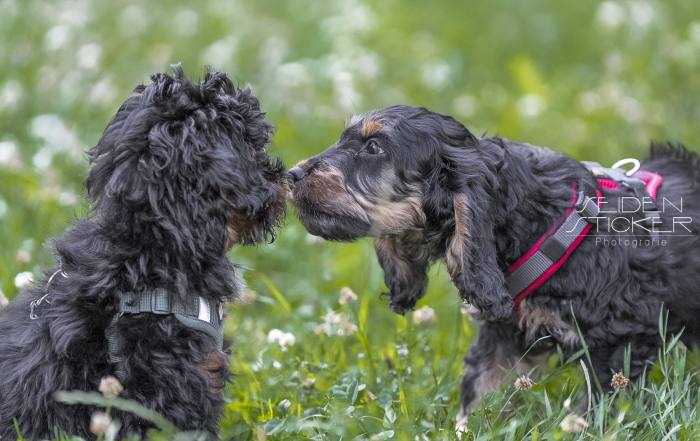 Anett Seidensticker Fotografie Hannover - Hundeschule Bruns - professionelle Hundefotografie