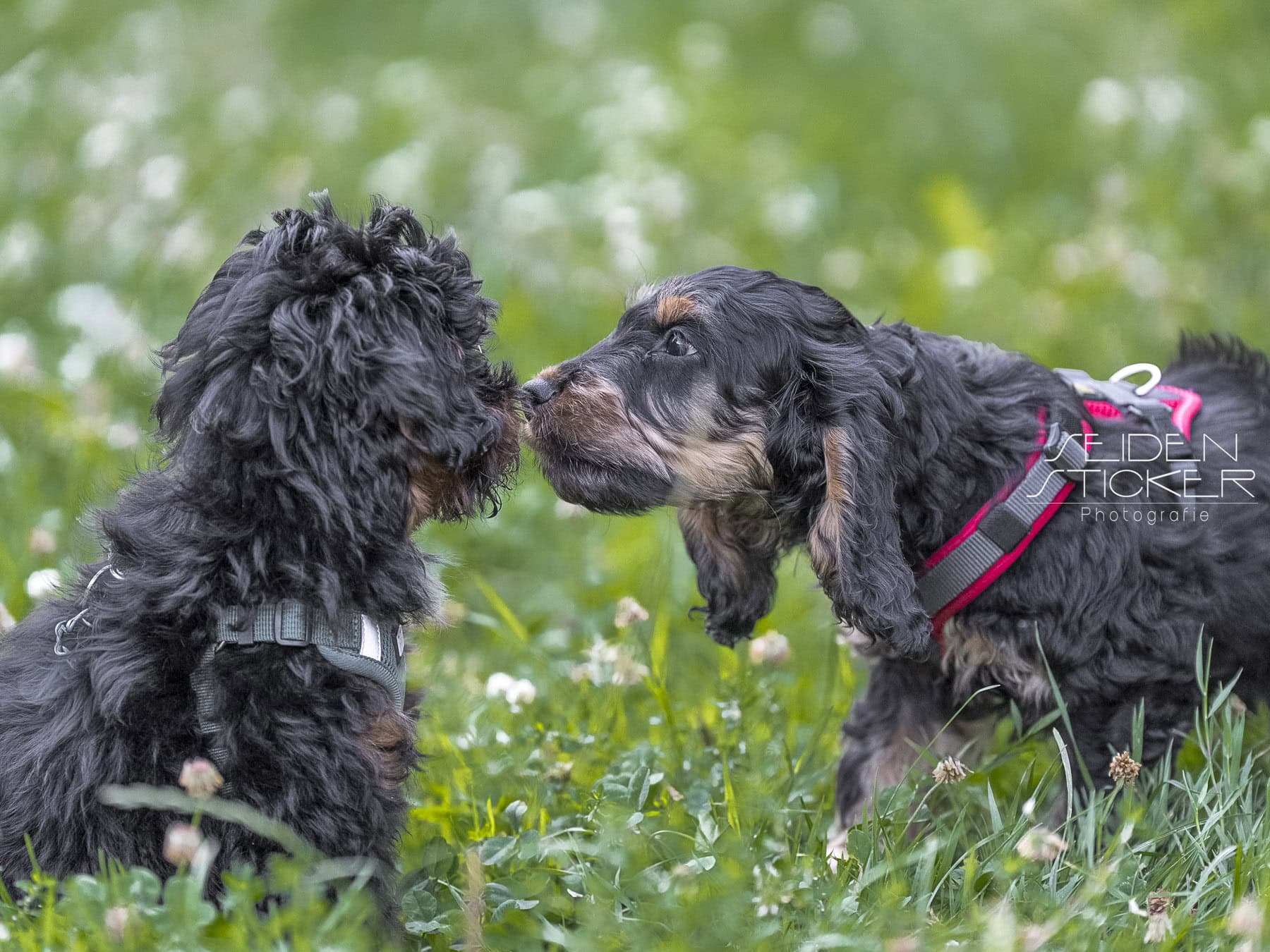 Anett Seidensticker Fotografie Hannover - Hundeschule Bruns - professionelle Hundefotografie