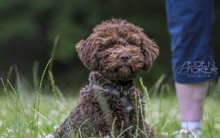 Anett Seidensticker Fotografie Hannover - Hundeschule Bruns