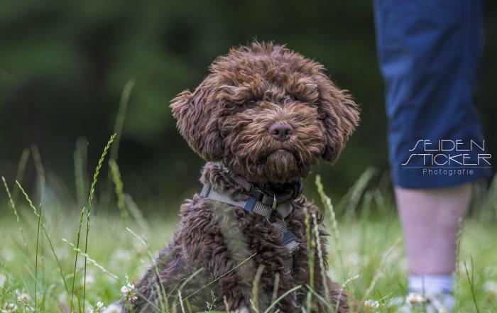 Anett Seidensticker Fotografie Hannover - Hundeschule Bruns