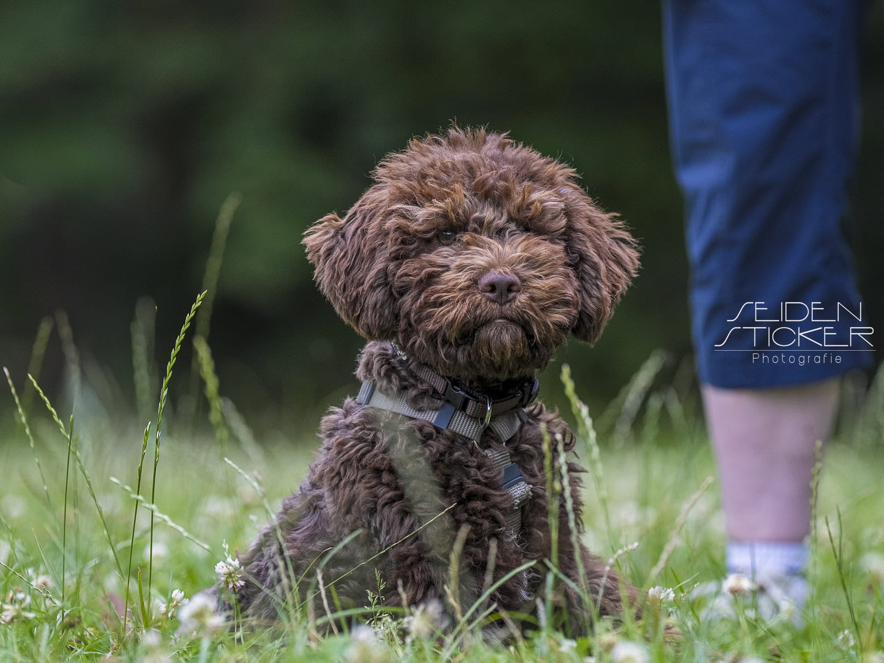 Anett Seidensticker Fotografie Hannover - Hundeschule Bruns